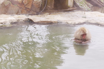 Hot spring monkey