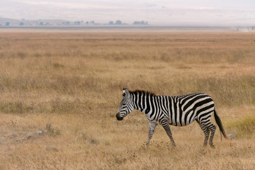 Fototapeta na wymiar Ngorongoro zebry