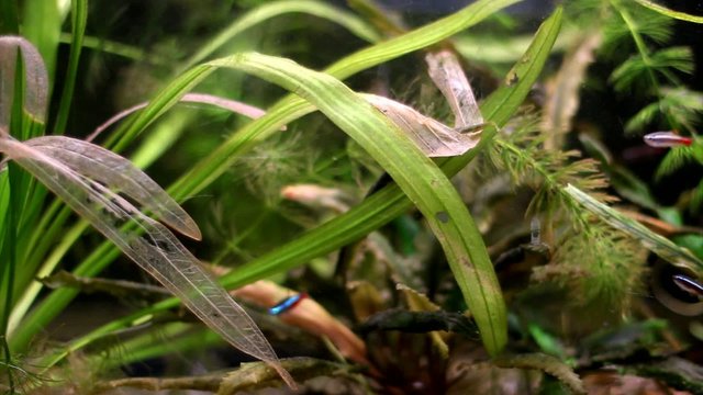 Neon teras and minnows