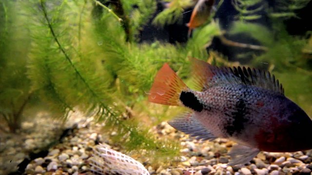 Peppered corydoras and Ram cichlid