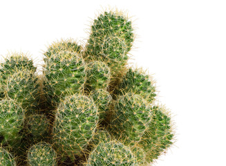 Green cactus close up