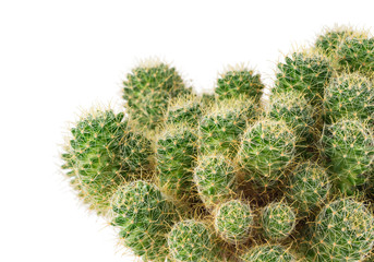 Green cactus close up