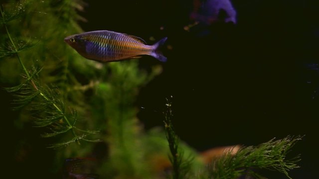 Aquarium fish