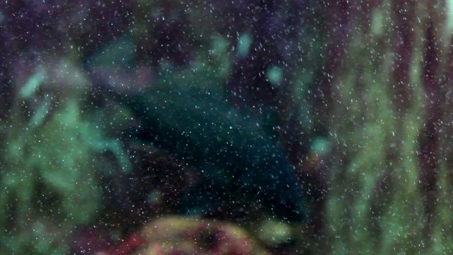 Planktons and blurred Brown meagre