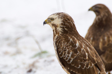 Buzzard - Buteo buteo