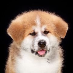 Akita Inu young puppy pet dog closeup portrait isolated