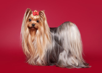 Young Yorkie on dark red background