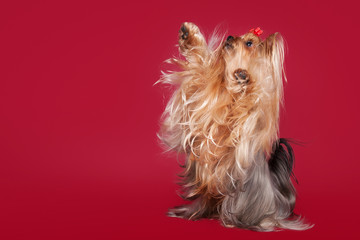 Young Yorkie on dark red background