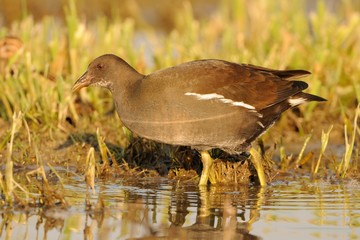 Gallinella d'acqua