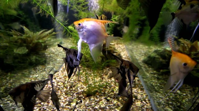 Redshoulder slikes in aquarium tank