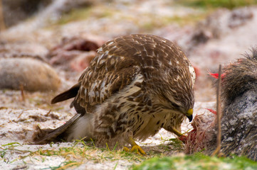Buzzard - Buteo buteo