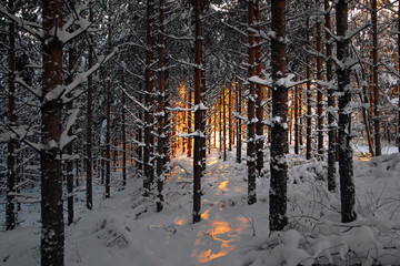 Forest in winter at sunset