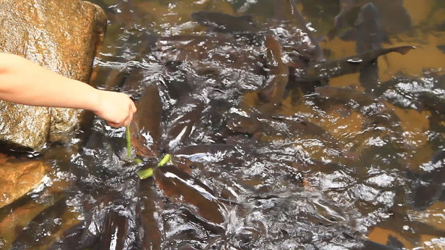 Mahseer Barb or Neolissochilus stracheyi in Cyprinidae at a cave
