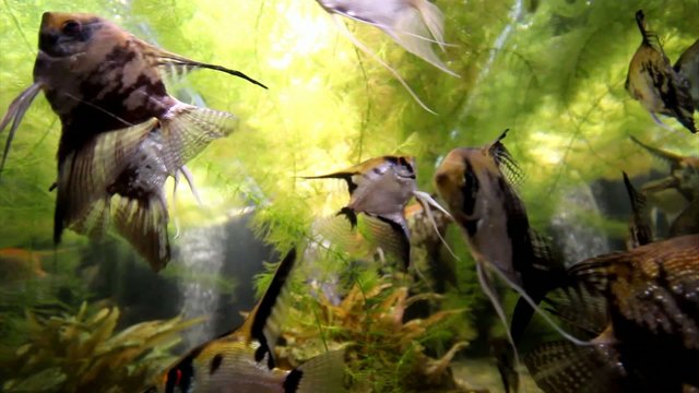 Redshoulder slikes in aquarium tank