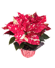 Red and white poinsettia flower on white