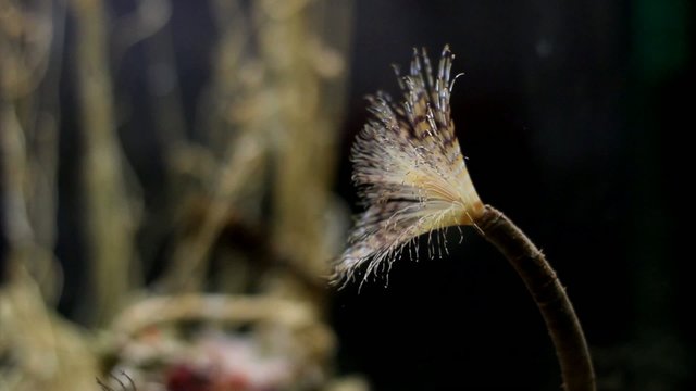 Segmented worm