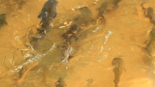 Mahseer Barb or Neolissochilus stracheyi in Cyprinidae at a cave