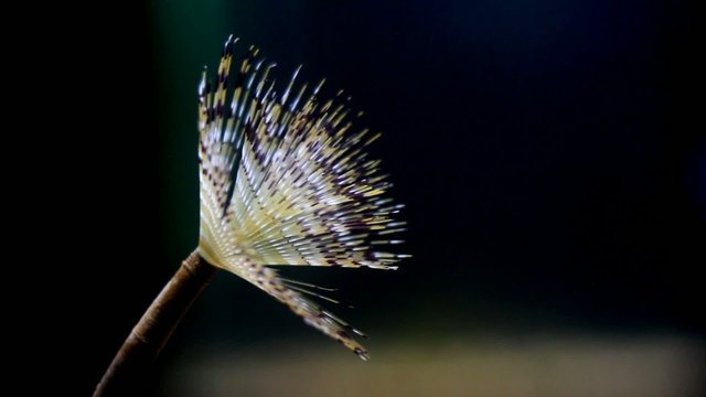 Segmented worm in the water