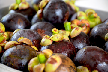 mangosteen