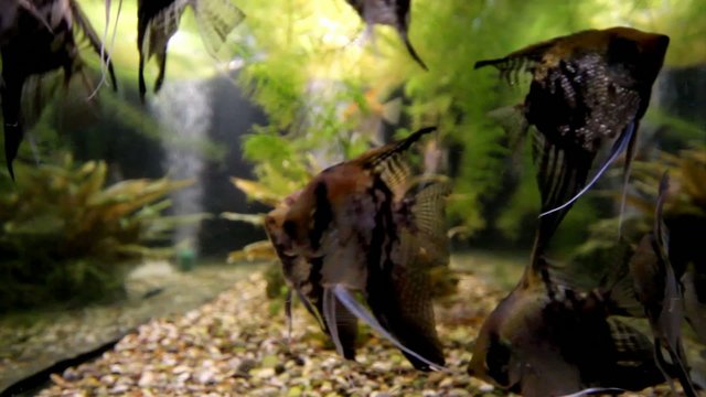 Slikes and seaweed in aquarium