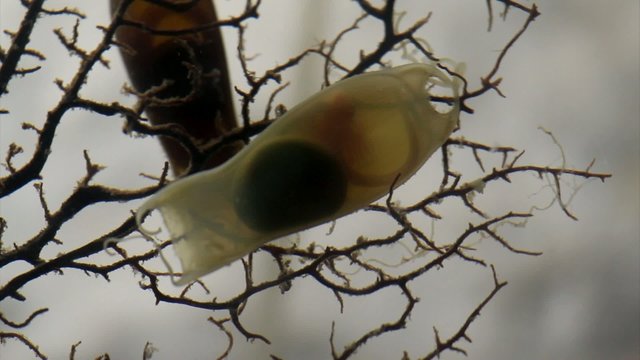 Spotted dogfish embryo
