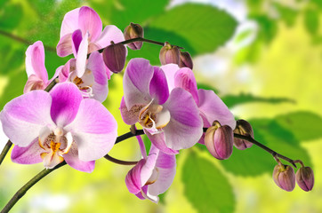 Pink Phalaenopsis with spring background - obrazy, fototapety, plakaty