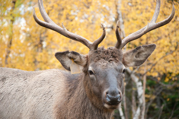 Obraz premium Close-up portrait of Siberian stag in autumn forest