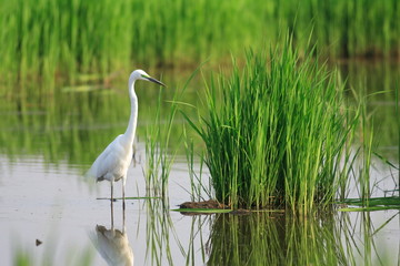 Great Egret (Ardea alba) 
