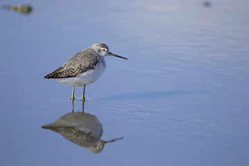Marsh Sandpiper