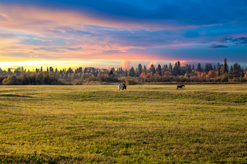 Sunset over the meadow - obrazy, fototapety, plakaty