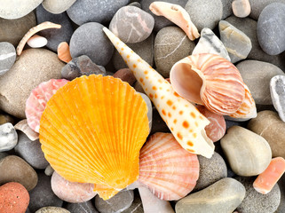 Starfish and sea shells