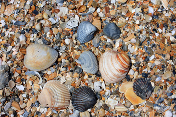 shells on beach