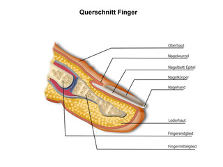 Querschnitt Finger