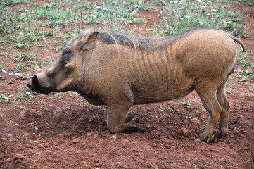 Closeup portrait of a warthog