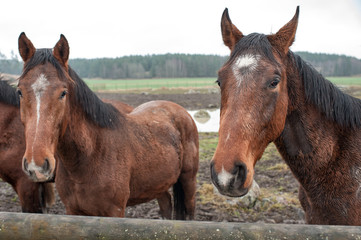 Young horses enduring their first November in Sweden