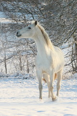 Naklejka na ściany i meble Dumny koń w śniegu