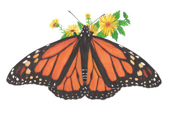 butterfly monarch