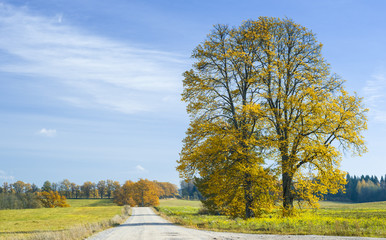 Autumnal oak tree in a field,Vidzeme, Latvia