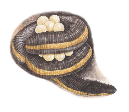 Asiatic tailed caecilian-with eggs