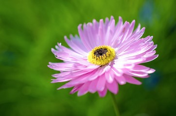 Fototapeta premium Blume