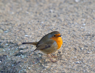 Robin