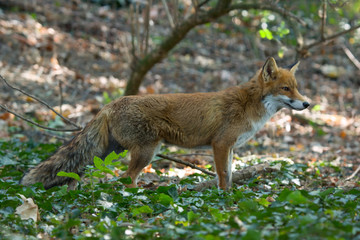 The Fox