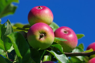 Apples against a blue sky