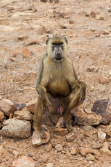 Baboon in Kenya