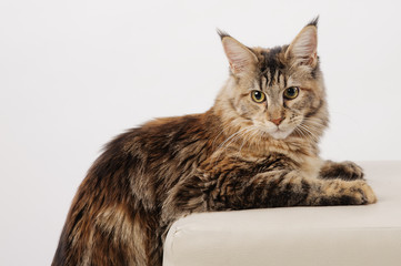 pedigree cat © serav