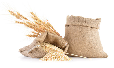 Wheat ears and sack of wheat grains isolated