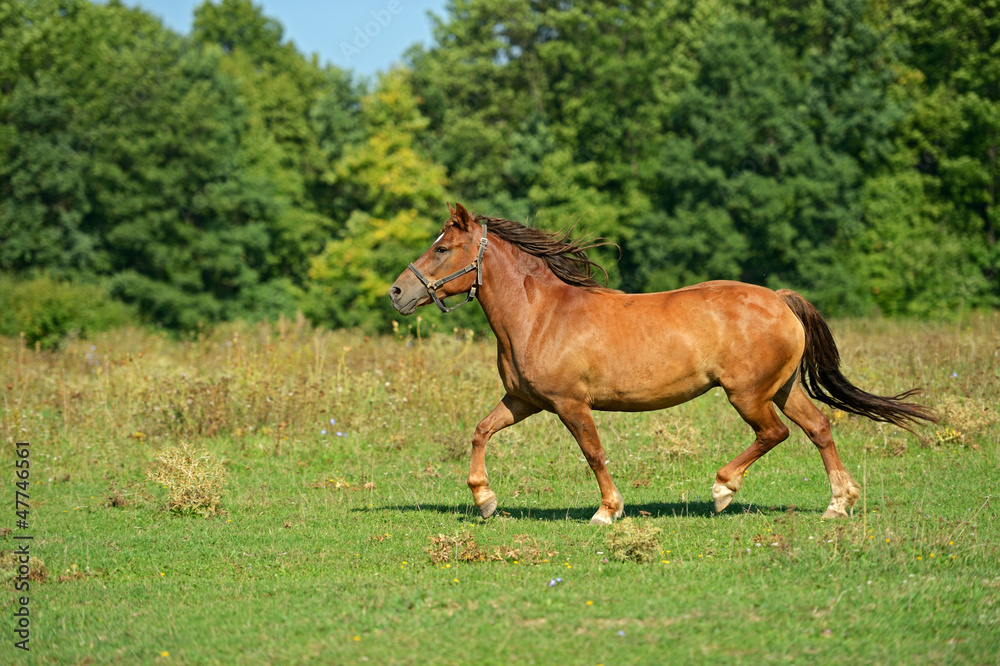 Sticker horse