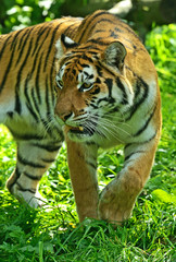Tigers