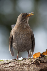 Amsel