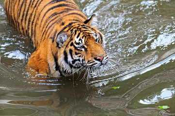 Fototapeta na wymiar Tigers